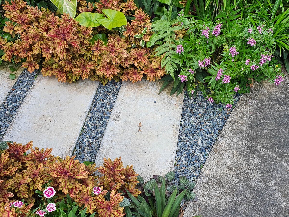 Top view of a small section of a pathway consisting of concrete pavers and small gravel in between, lined on the sides with colourful low shrubs. 